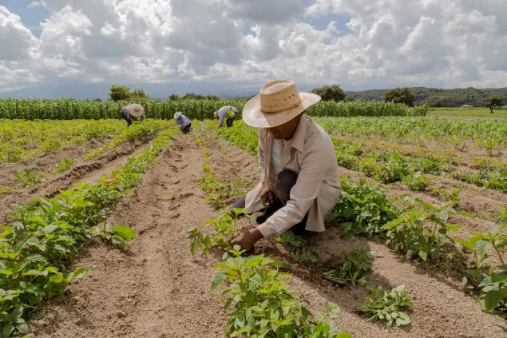 Governo lança linha de crédito para produtores familiares em Mato Grosso